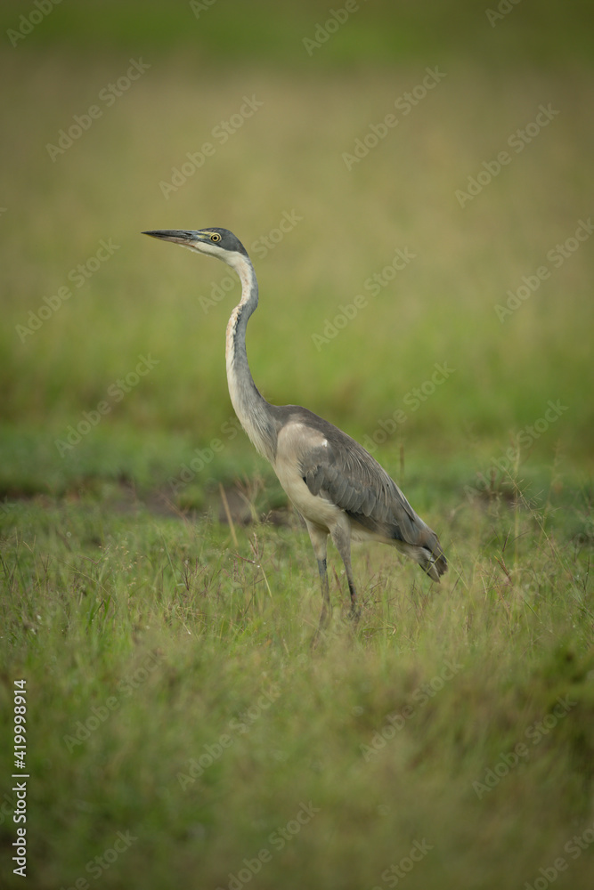 Fototapeta premium Black-headed heron stands in profile in grass