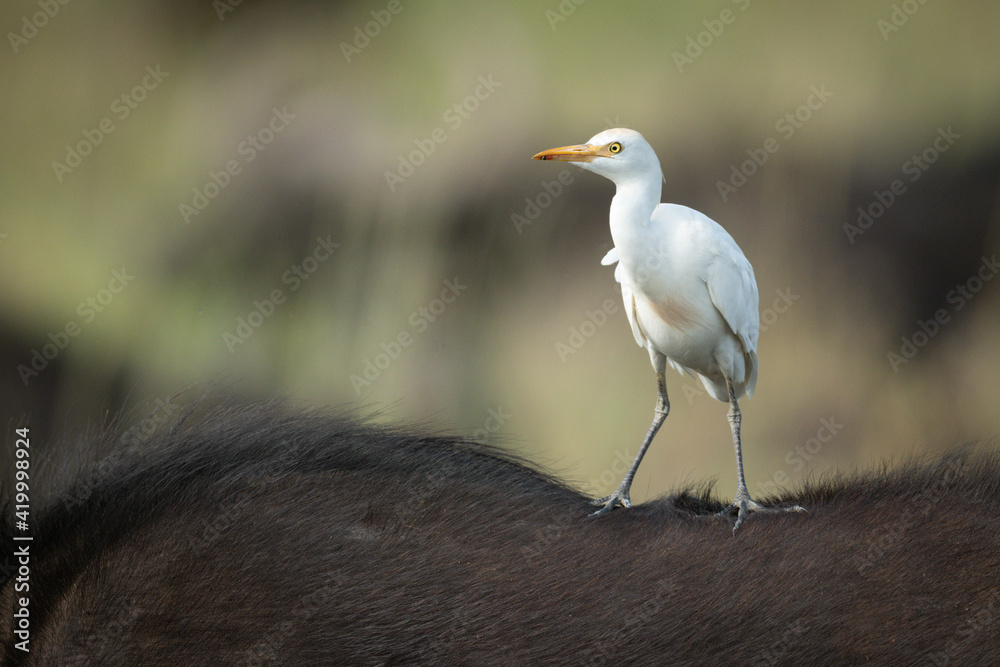 Cattle egret on Cape buffalo facing left Cattle egret on Cape buffalo facing left