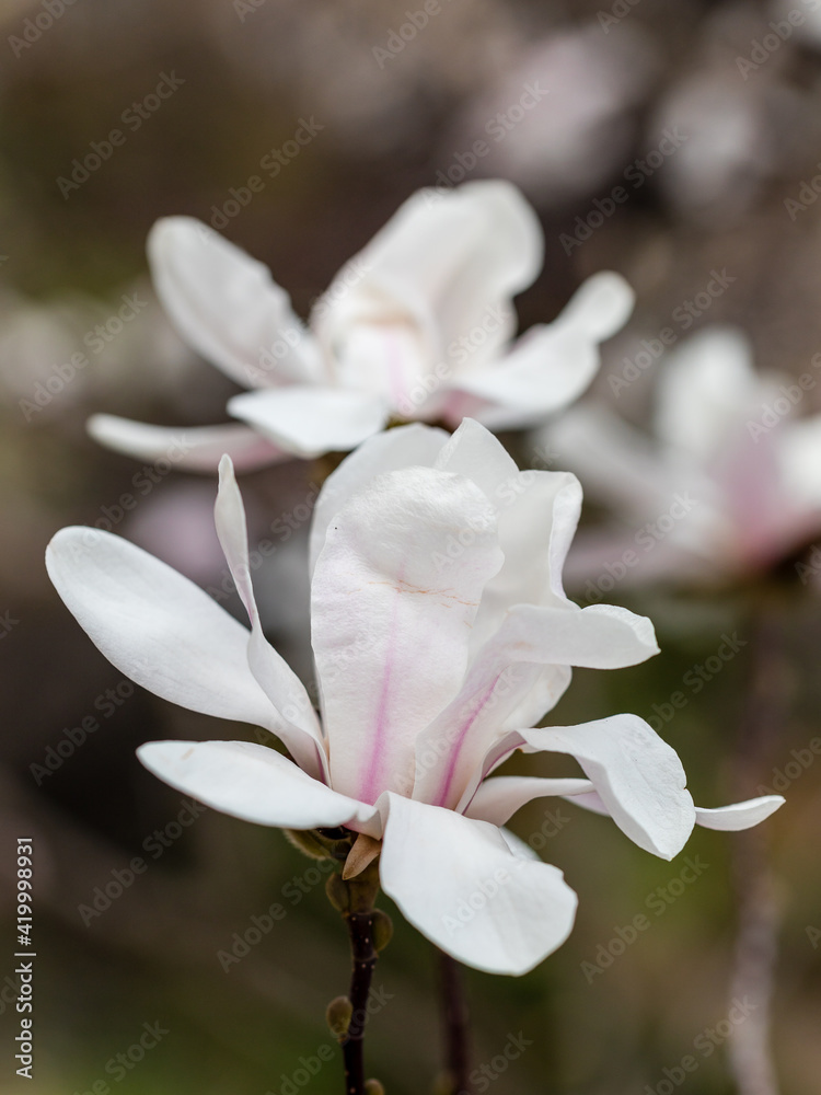 Obraz premium Magnolia X Loebneri Merrill flower on tree branch