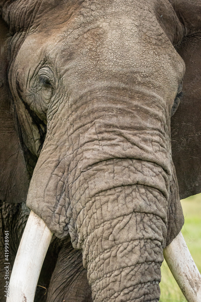 Fototapeta Close-up of African bush elephant in grass