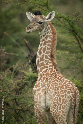 Fototapeta Naklejka Na Ścianę i Meble -  Close-up of baby Masai giraffe looking round