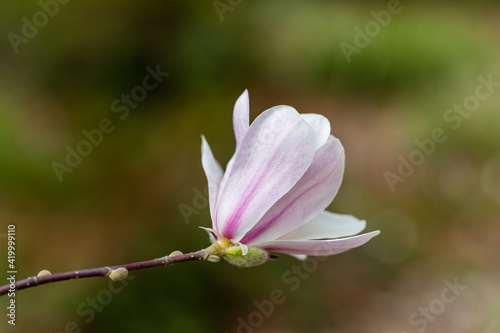 Magnolia X Loebneri Merrill flower on tree branch