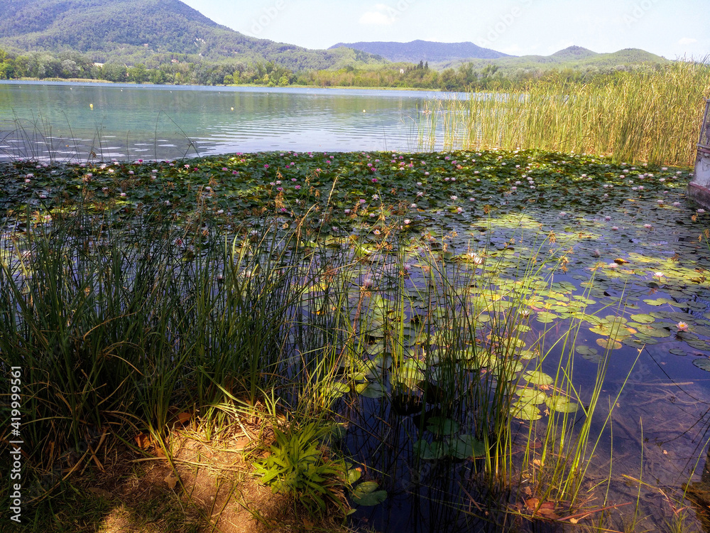 Nenúfares en flor y juncos en el lago de Banyoles (Girona) Stock Photo |  Adobe Stock
