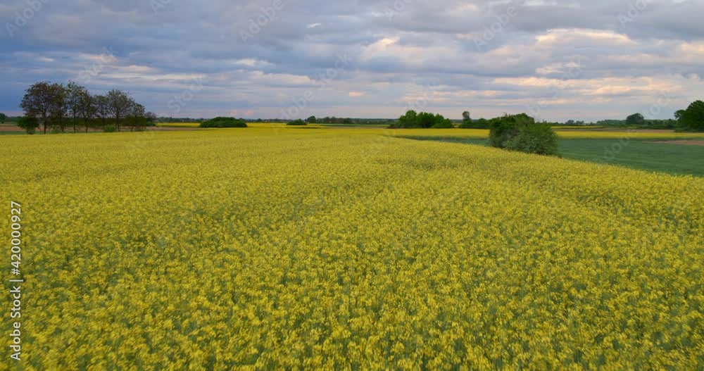 Aerial view of agriculture fields with the rapeseed from above Aerial view of agriculture fields with the rapeseed from above