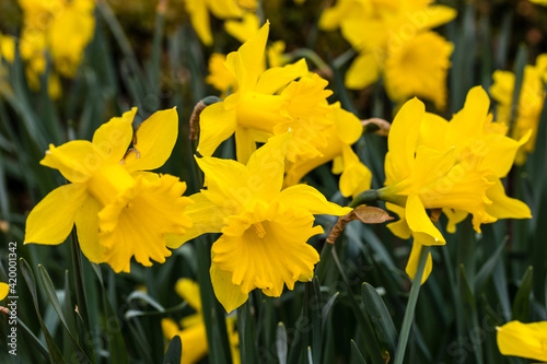 Narcissus Golden Harvest flower grown in a garden