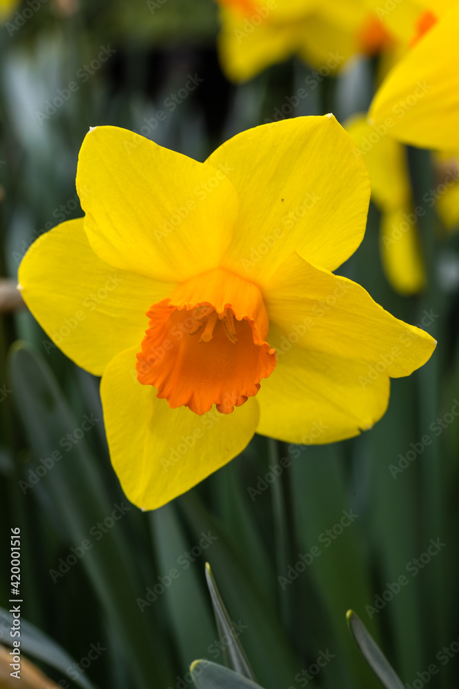 Narcissus Branchenhurst flower grown in a garden Narcissus Branchenhurst flower grown in a garden