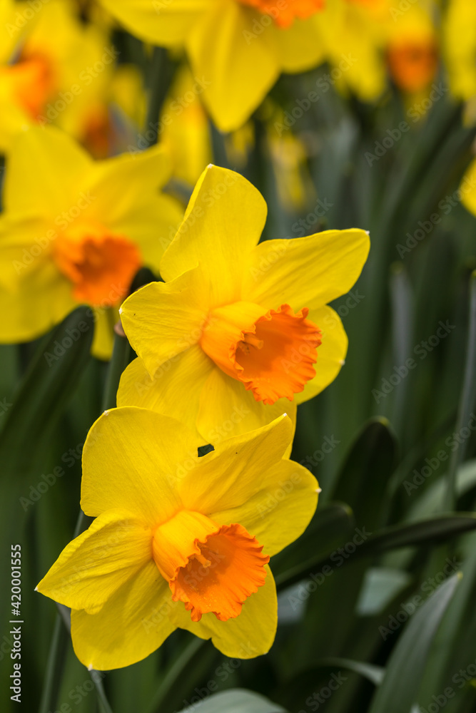 Narcissus Branchenhurst flower grown in a garden Narcissus Branchenhurst flower grown in a garden