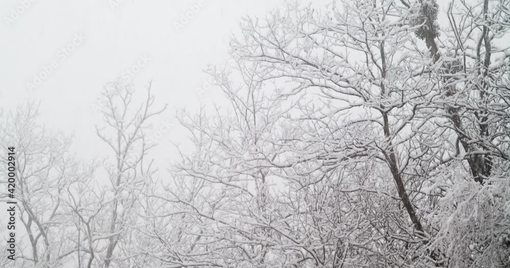 Snow is falling in a forest Snow is falling in a forest