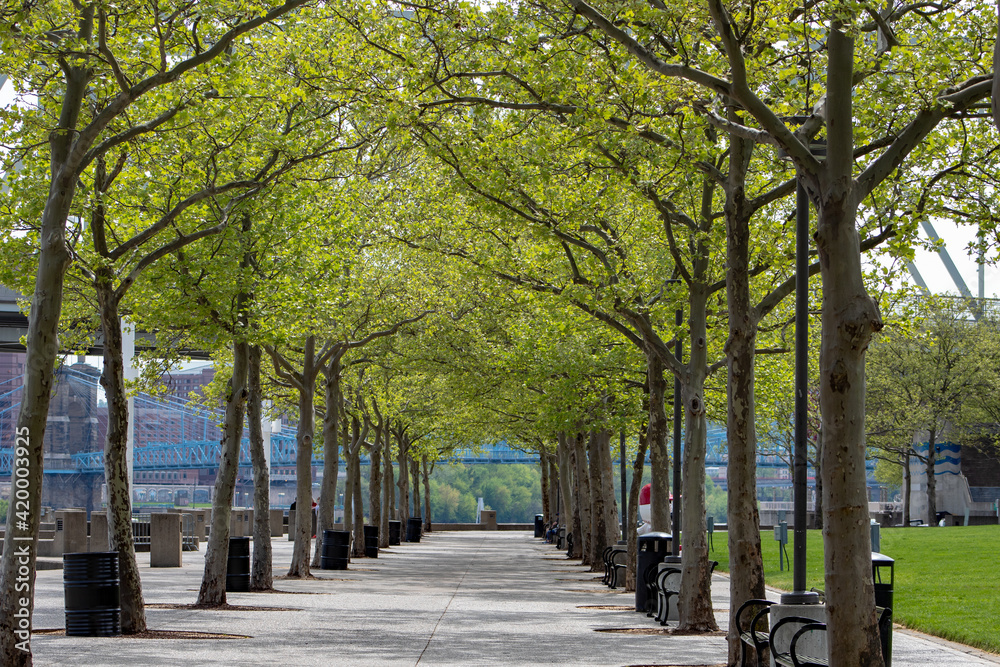 Rows of trees for providing shade at the Riverfront Park in Cincinnati, Ohio.