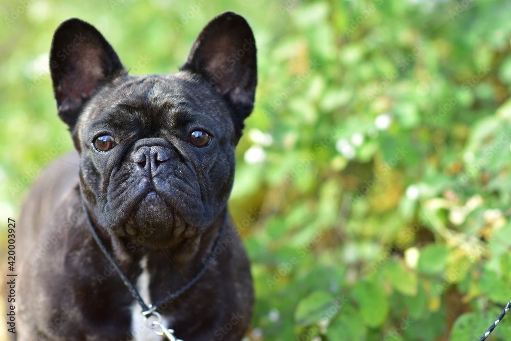 A black French Bulldog dog stands in a park on a autumn day