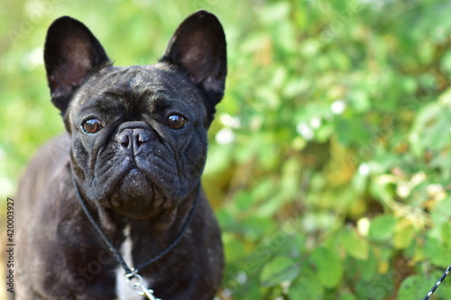 A black French Bulldog dog stands in a park on a autumn day © Светлана Акифьева