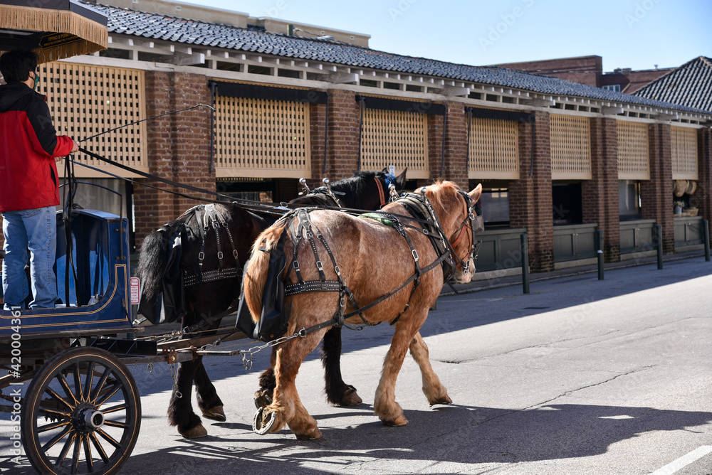 Fototapeta premium Horse-drawn carriage touring the streets of historic Charleston South Carolina.