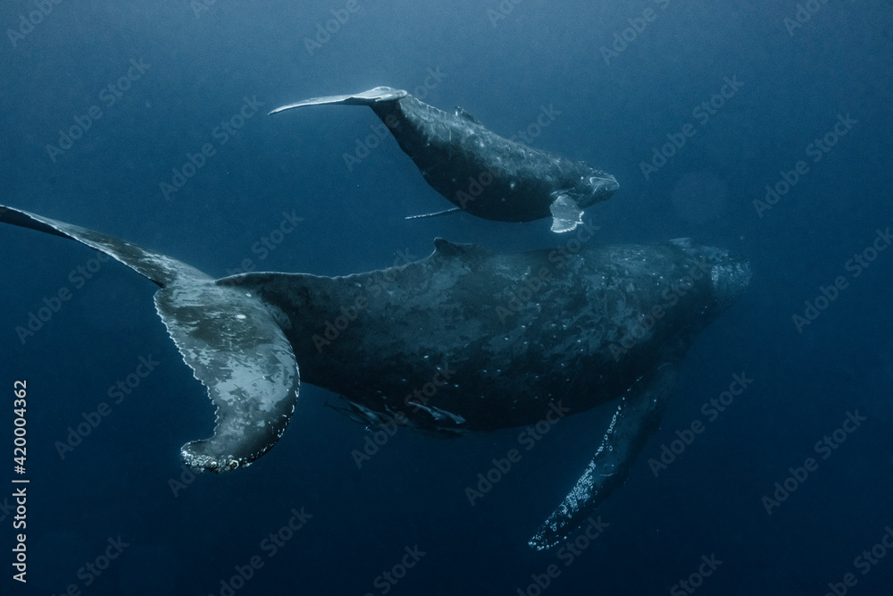 Fototapeta premium Humpback Whale Parent and child