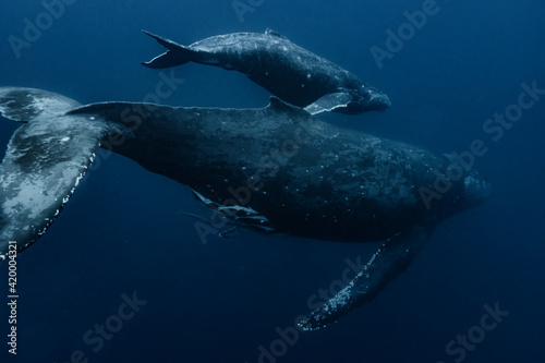 Humpback Whale Parent and child © divedog