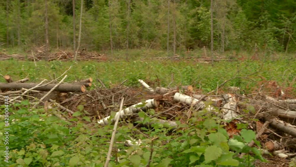 a forest ranger inspects and measures the damage caused by illegal logging a forest ranger inspects and measures the damage caused by illegal logging