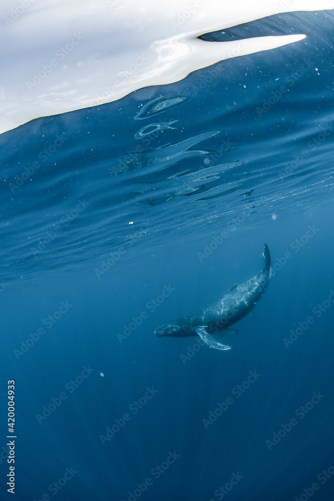 Fototapeta premium A Juvenile Humpback Whale 