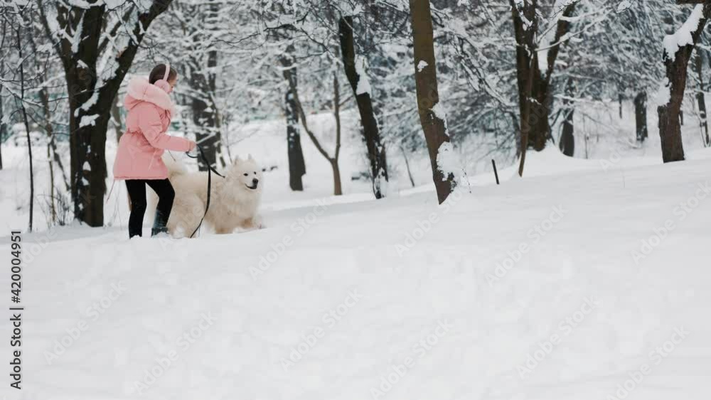 a child with a Samoyed dog a child with a Samoyed dog