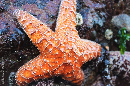 Ocean Orange Starfish on rock