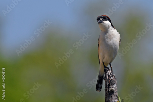 Rotkopfwürger // Woodchat shrike // Pie-grièche à tête rousse (Lanius senator) photo