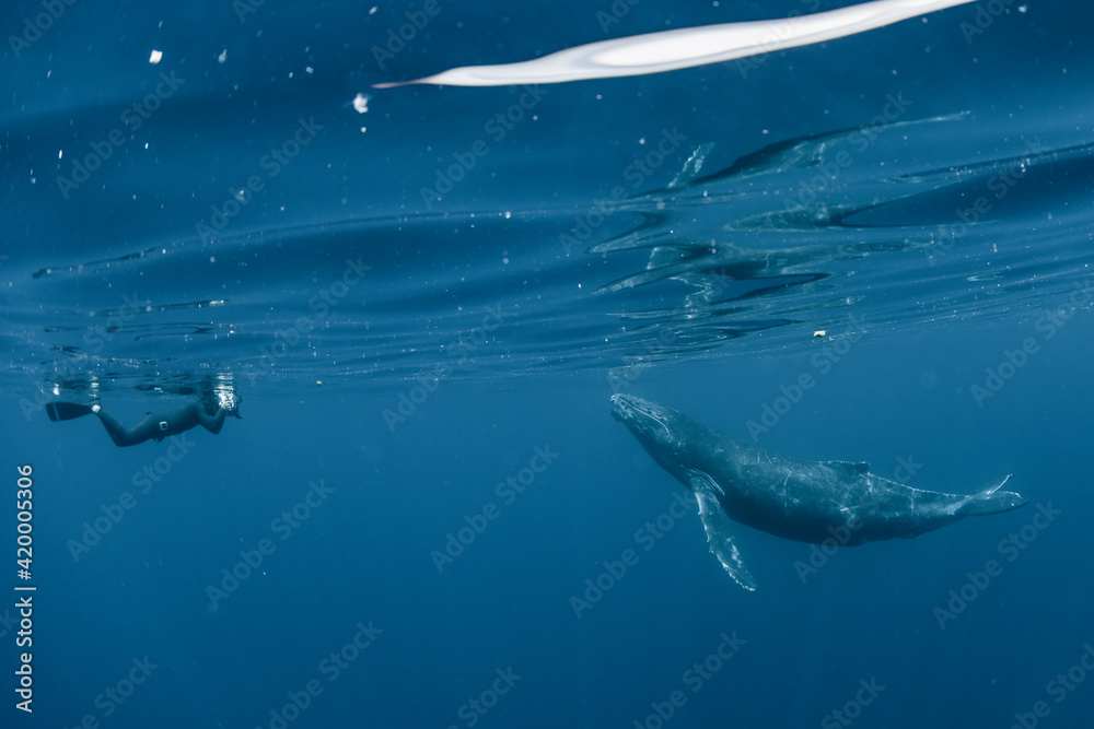 A Humpback Whale and human A Humpback Whale and human