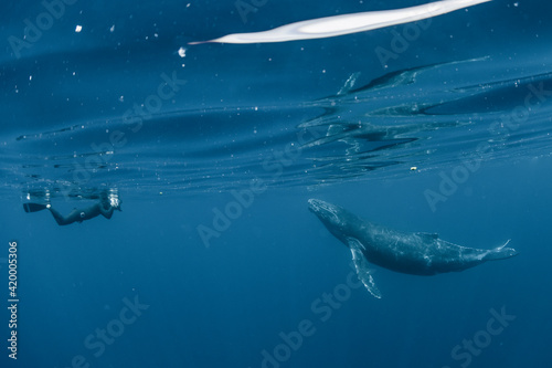 A Humpback Whale and human © divedog