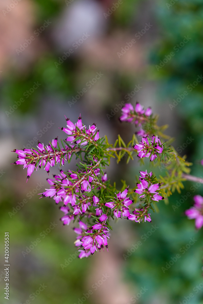 Erica X Darleyensis flower grown in a garden Erica X Darleyensis flower grown in a garden