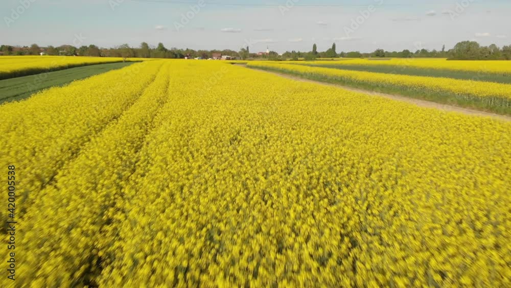 Aerial view of agriculture fields with the rapeseed from above Aerial view of agriculture fields with the rapeseed from above