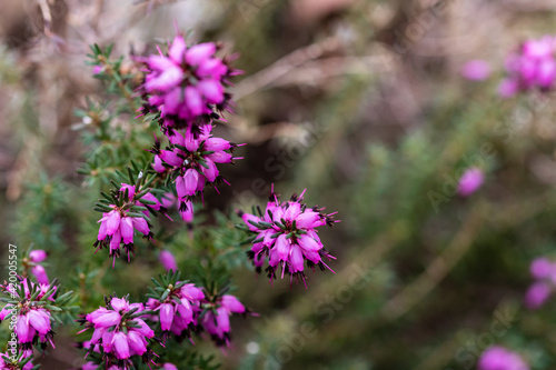 Tableau sur toile Erica X Darleyensis J.W. Porter flower grown in a garden