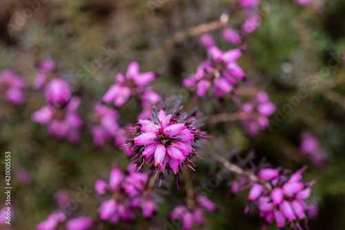 Tableau sur toile Erica X Darleyensis J.W. Porter flower grown in a garden