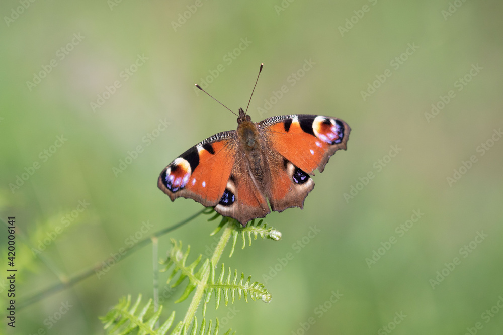 Anglais io is a colourful butterfly, found in Europe Anglais io is a colourful butterfly, found in Europe