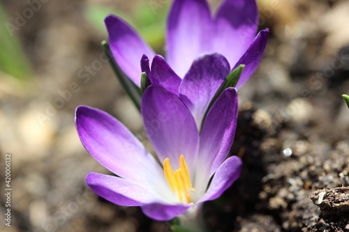 purple crocus flowers © Biljana Nik