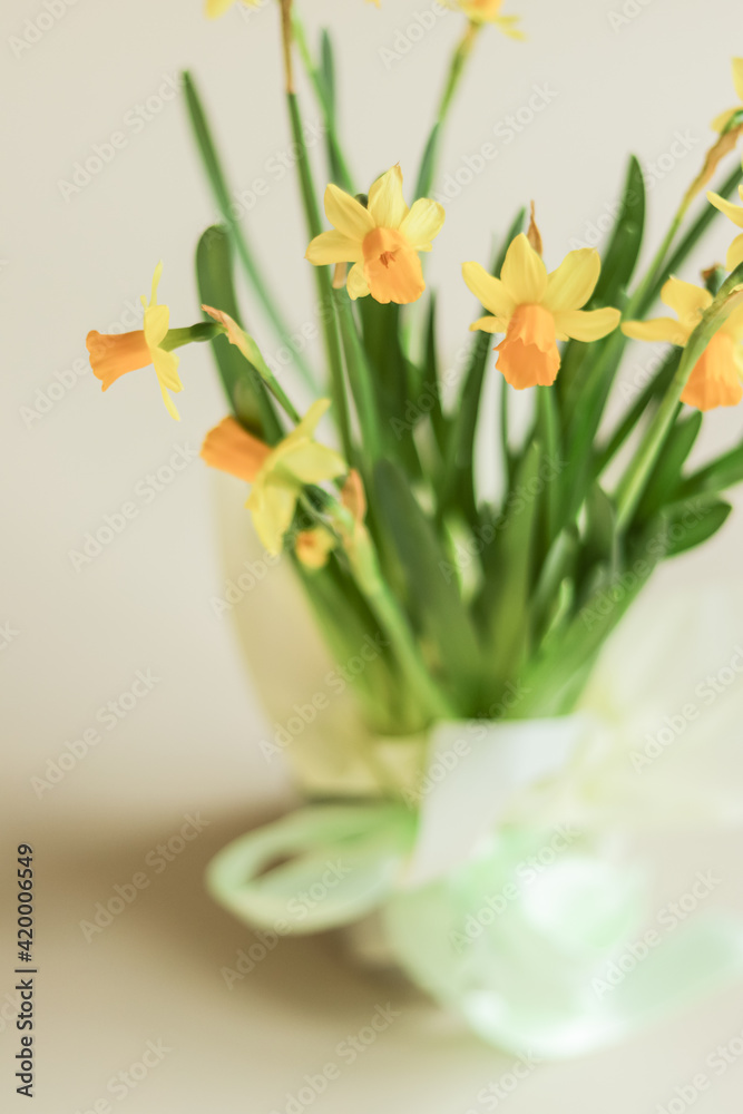 A pot of yellow daffodils flowers tied with a satin bow on a light background A pot of yellow daffodils flowers tied with a satin bow on a light background