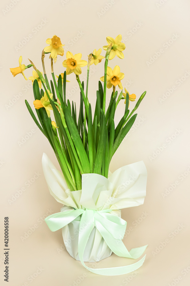 A pot of yellow daffodils flowers tied with a satin bow on a light background
