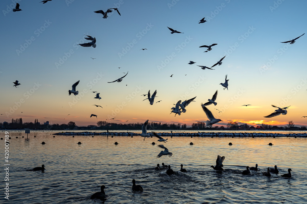 On this cold winter day the sun has just set over lake Zoetermeerse Plas where many coots and gulls fight for the food in the water