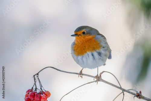 European Robin (Erithacus rubecula) on a branch with red berries in the forest of Noord Brabant in the Netherlands. copy space. © Albert Beukhof