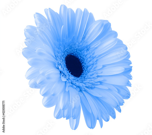Isolated blue flower close-up for design. Gerbera