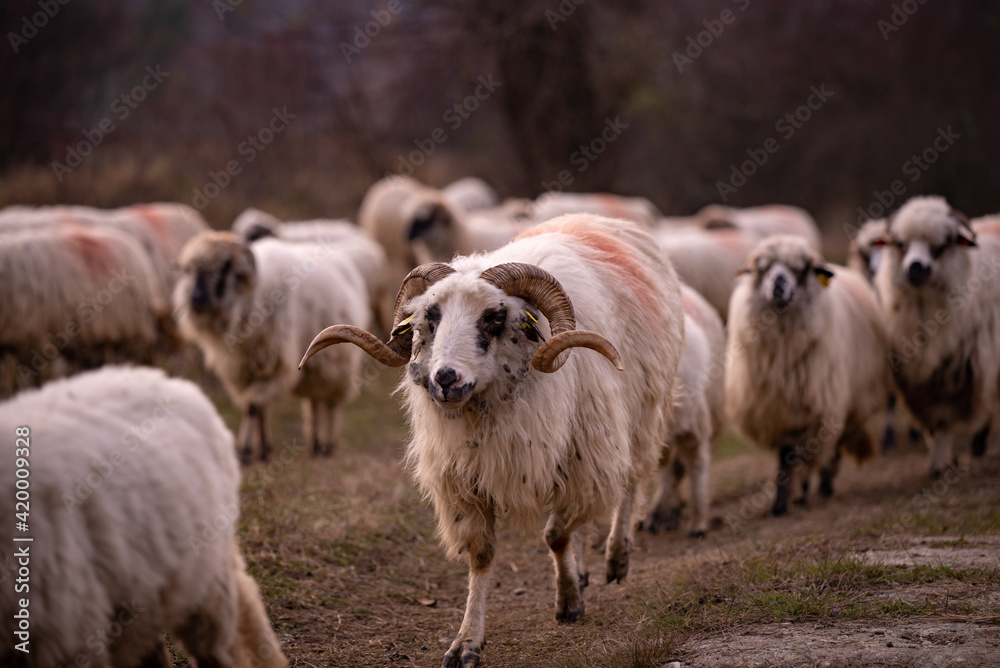 Obraz premium flock of sheep, lambs and rams on the road. farm animals on the hill