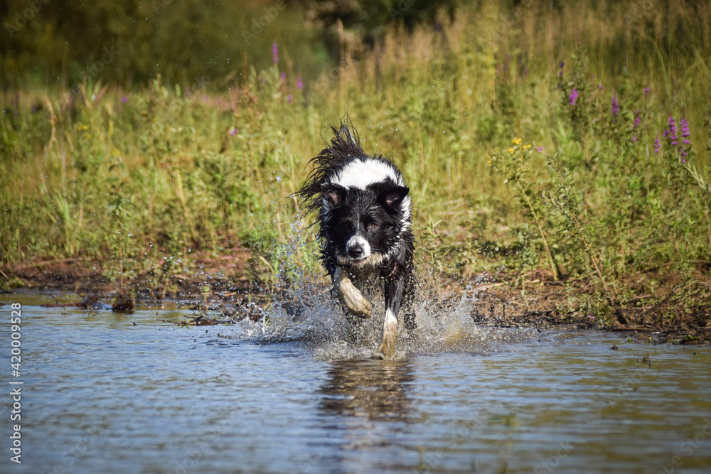 Border collie is jumping into the water. He loves water and he jump for stick. Border collie is jumping into the water. He loves water and he jump for stick.