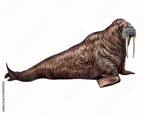 The walrus (Odobenus rosmarus) photo