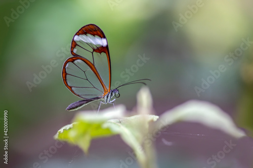 Beautiful Tiger longwing (Heliconius hecale) on a leaf in the amazon rainforest in South America. Presious Tropical butterfly . Blurry green background.