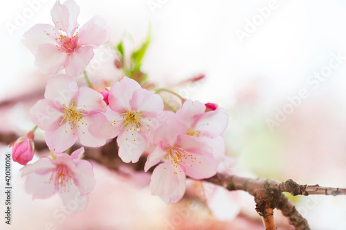 河津桜 満開