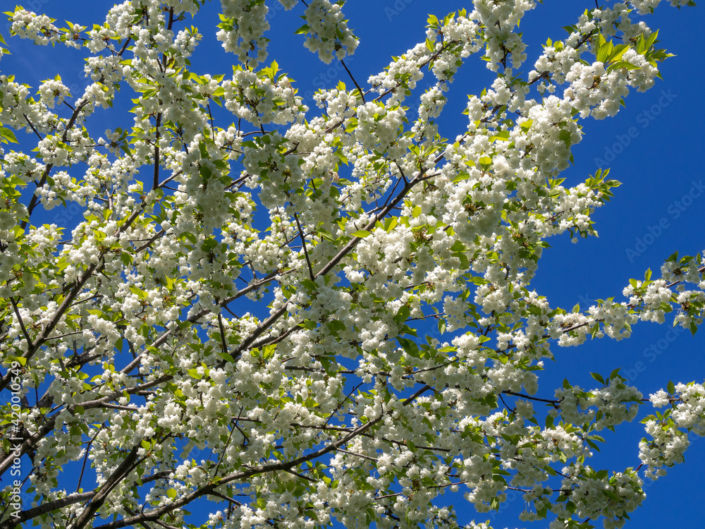Branch with white blooming apple flowers on the background of the clear blue sky under bright sunlight - spring floral background. Tones correction. Soft focus processing Branch with white blooming apple flowers on the background of the clear blue sky under bright sunlight - spring floral background. Tones correction. Soft focus processing