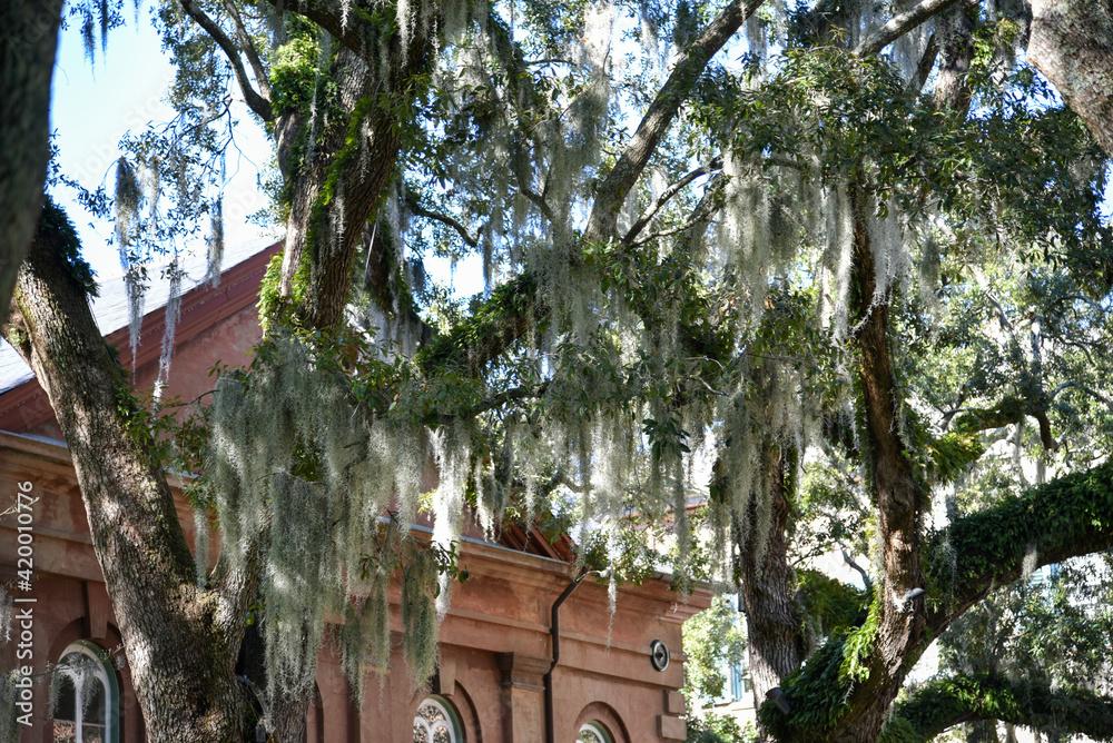 Obraz premium College of Charleston, the oldest municipal college in America, founded in 1770