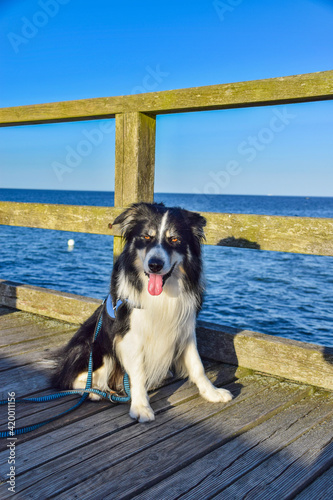Portrait of border collie who is sitting on the mole. He is so happy on vacation in germany