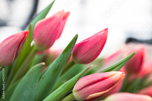 Bouquet of pink tulips close-up, a beautiful bouquet of tulips on the background of nature. Spring landscape. Floral background