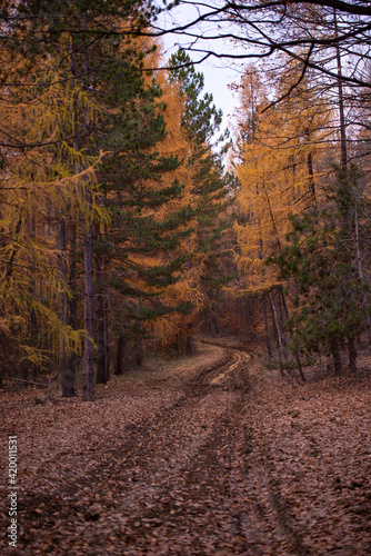 forest road through a spruce and pine forest during the autumn season