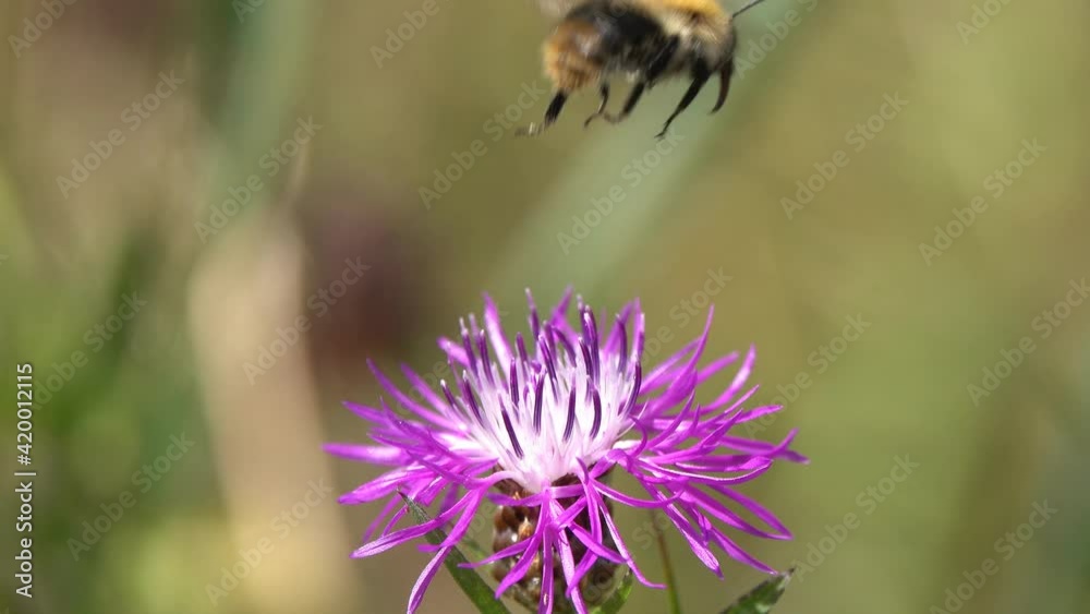 Bumblebee collects nectar and pollen on a brown knapweed flower Bumblebee collects nectar and pollen on a brown knapweed flower