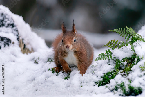 Beautiful Eurasian red squirrel (Sciurus vulgaris) in the forest of the Netherlands covered with snow .  © Albert Beukhof
