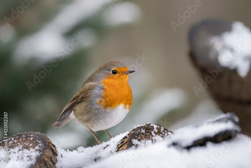 Beautiful European Robin (Erithacus rubecula) on a tree  trunk covered with snow in the forest of Overijssel in the Netherlands.  © Albert Beukhof
