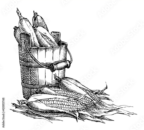 Vector still life. Sketch of the harvest of corn cobs